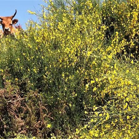 Casa Videiras Tatil Evi Soajo