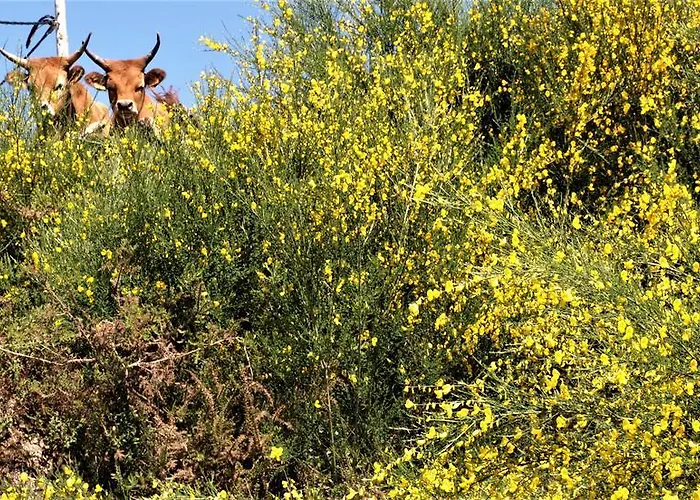 Casa Videiras Nyaraló Soajo